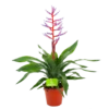 Aechmea Blue Rain - Kokerbromelia - P12 H55 - Roze-Paars - Kamerplant 2 Aechmea Blue Rain - Kokerbromelia - P12 H55 - Roze-Paars - Kamerplant -Planten Winkel aechmea blue rain kokerbromelia p12 h55 roze paars 4