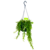 Aeschynanthus Japhrolepis - Lipstickplant - In Hangpot - P15 H20 - Kamerplant