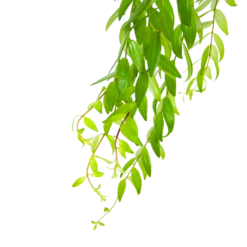 Aeschynanthus Japhrolepis - Lipstickplant - In Hangpot - P15 H20 - Kamerplant 8 Aeschynanthus Japhrolepis - Lipstickplant - In Hangpot - P15 H20 - Kamerplant -Planten Winkel aeschynanthus japhrolepis lipstickplant in hangpot p15 6