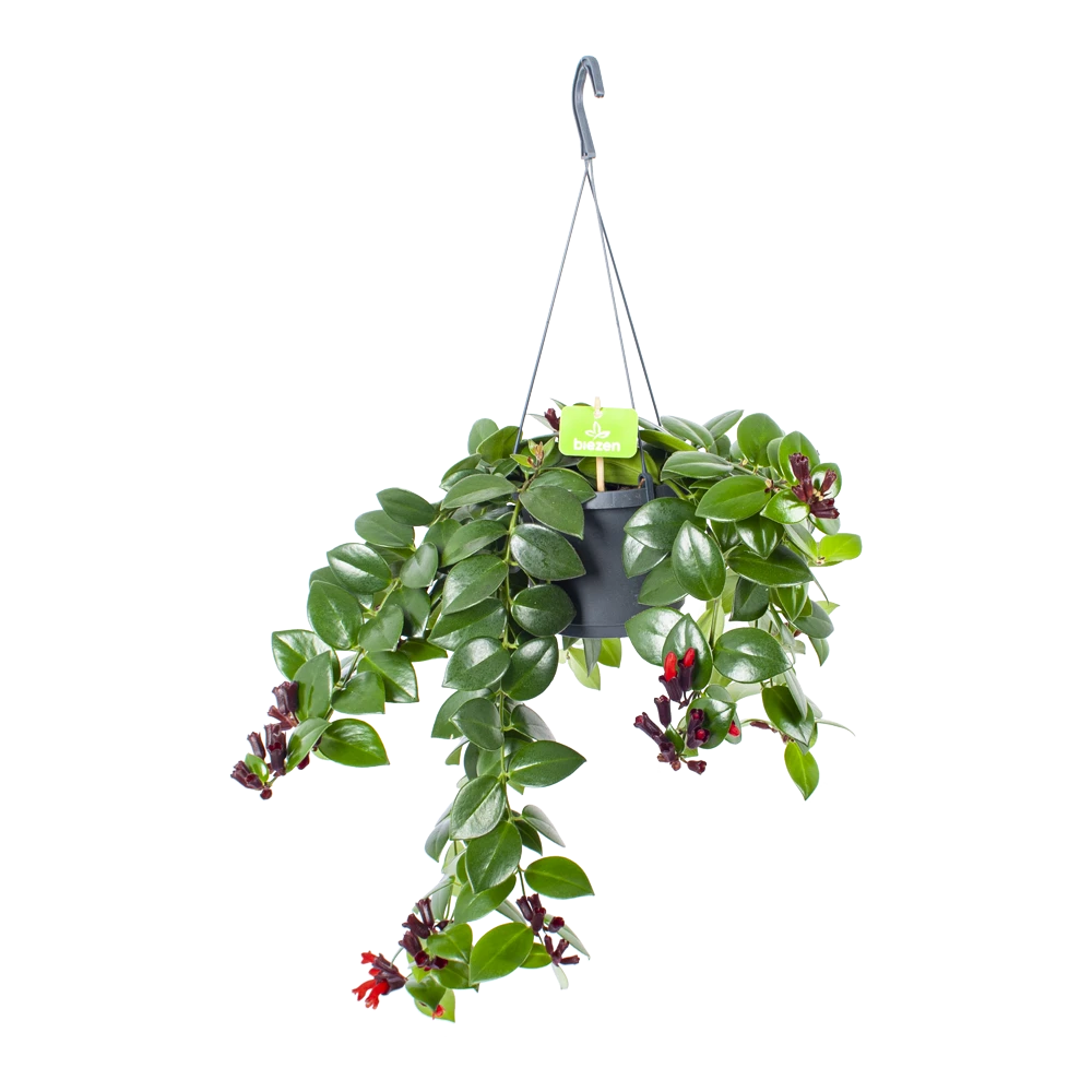 Aeschynanthus Monalisa - Lipstickplant - In Hangpot - P17 H40 - Kamerplant 3 Aeschynanthus Monalisa - Lipstickplant - In Hangpot - P17 H40 - Kamerplant