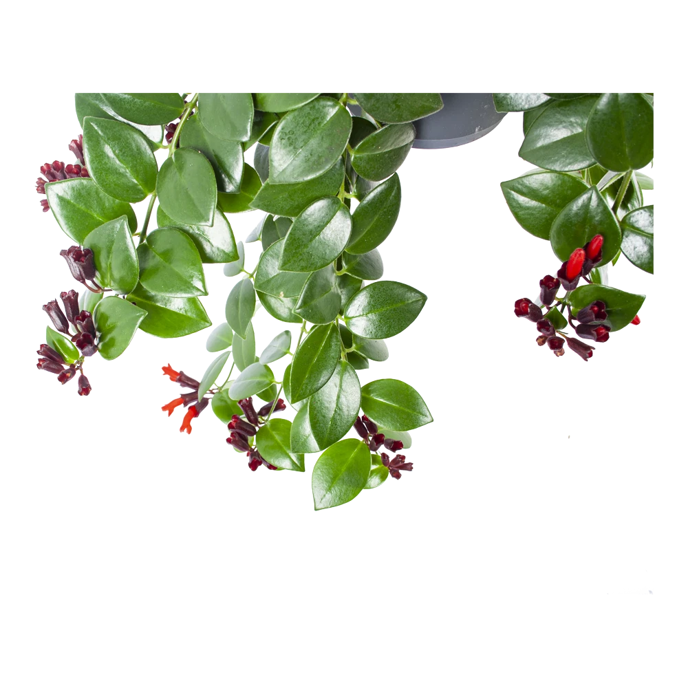 Aeschynanthus Monalisa - Lipstickplant - In Hangpot - P17 H40 - Kamerplant 4 Aeschynanthus Monalisa - Lipstickplant - In Hangpot - P17 H40 - Kamerplant - Afbeelding 2