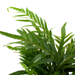 Aglaomorpha Jim - P17 H45 - Kamerplant 7 Aglaomorpha Jim - P17 H45 - Kamerplant -Planten Winkel aglaomorpha jim p17 h45 2