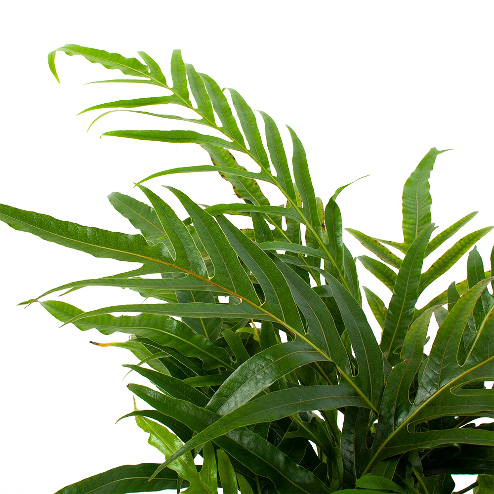 Aglaomorpha Jim - P17 H45 - Kamerplant 4 Aglaomorpha Jim - P17 H45 - Kamerplant - Afbeelding 2