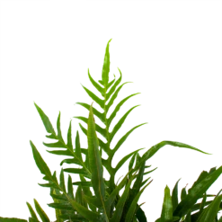 Aglaomorpha Jim - P17 H45 - Kamerplant 8 Aglaomorpha Jim - P17 H45 - Kamerplant -Planten Winkel aglaomorpha jim p17 h45 3