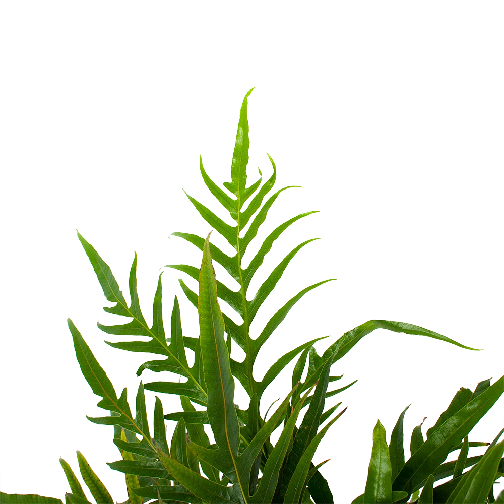 Aglaomorpha Jim - P17 H45 - Kamerplant 5 Aglaomorpha Jim - P17 H45 - Kamerplant - Afbeelding 3