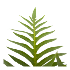 Aglaomorpha Jim - P19 H65 - Kamerplant -Planten Winkel aglaomorpha jim p19 h65 3