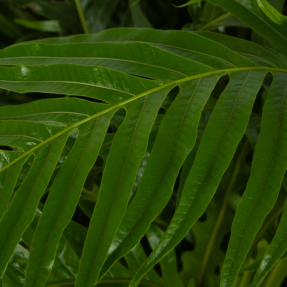 Aglaomorpha Jim - P37 H75 - Kamerplant 4 Aglaomorpha Jim - P37 H75 - Kamerplant - Afbeelding 2