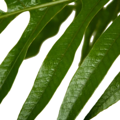 Aglaomorpha Jim - P37 H75 - Kamerplant 8 Aglaomorpha Jim - P37 H75 - Kamerplant -Planten Winkel aglaomorpha jim p37 h75 kamerplant 4