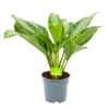 Aglaonema Freedman - P17 H60 - Kamerplant 2 Aglaonema Freedman - P17 H60 - Kamerplant -Planten Winkel aglaonema freedman p17 h60 1 1