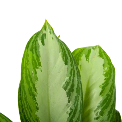 Aglaonema Freedman - P17 H60 - Kamerplant 8 Aglaonema Freedman - P17 H60 - Kamerplant -Planten Winkel aglaonema freedman p17 h60 6 1