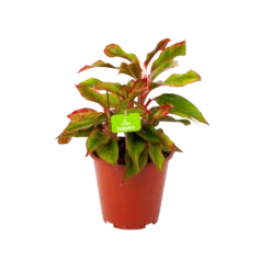 Aglaonema Light Star - P19 H35 - Kamerplant