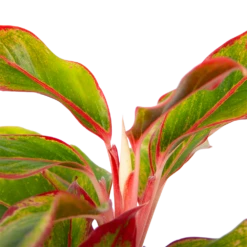 Aglaonema Light Star - P19 H35 - Kamerplant -Planten Winkel aglaonema light star p19 h35 4