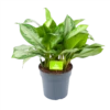 Aglaonema Silver Bay - P24 H60 - Kamerplant -Planten Winkel aglaonema silver bay p24 h60 1 3