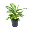 Aglaonema Silver Moon - P19 H50 - Kamerplant 2 Aglaonema Silver Moon - P19 H50 - Kamerplant -Planten Winkel aglaonema silver moon p19 h50 1 3
