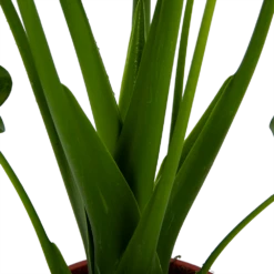 Alocasia Cucullata - Olifantsoor - P21 H90 - Kamerplant -Planten Winkel alocasia cucullata olifantsoor p21 h90 4