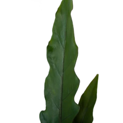 Alocasia Lauterbachiana - Olifantsoor - P19 H70 - Kamerplant 9 Alocasia Lauterbachiana - Olifantsoor - P19 H70 - Kamerplant -Planten Winkel alocasia lauterbachiana olifantsoor p19 h70 4