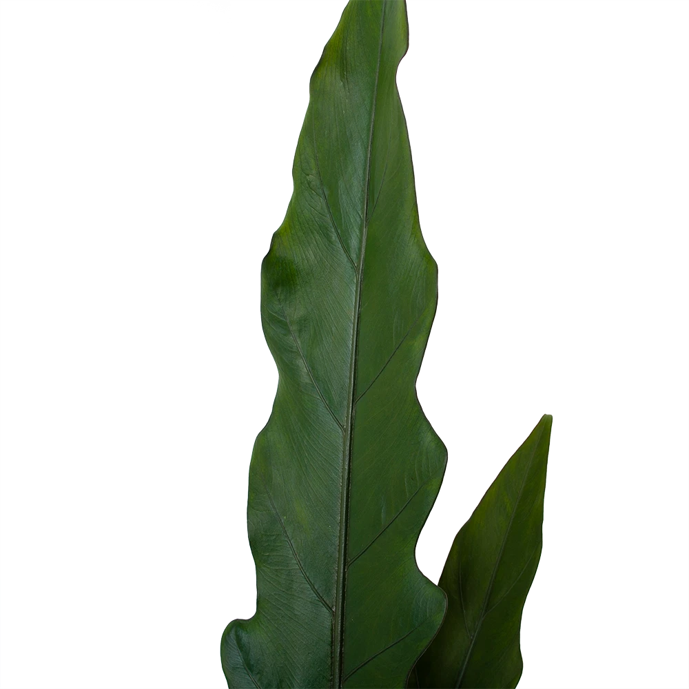 Alocasia Lauterbachiana - Olifantsoor - P19 H70 - Kamerplant 6 Alocasia Lauterbachiana - Olifantsoor - P19 H70 - Kamerplant - Afbeelding 4