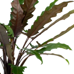 Alocasia Lauterbachiana - Olifantsoor - P27 H110 - Kamerplant 6 Alocasia Lauterbachiana - Olifantsoor - P27 H110 - Kamerplant -Planten Winkel alocasia lauterbachiana olifantsoor p27 h110 5 2