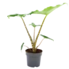 Alocasia Zebrina - Olifantsoor - P14 H40 - Kamerplant 2 Alocasia Zebrina - Olifantsoor - P14 H40 - Kamerplant -Planten Winkel alocasia zebrina olifantsoor p14 h40 1 14