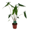 Alocasia Zebrina - Olifantsoor - P17 H60 - Kamerplant 1 Alocasia Zebrina - Olifantsoor - P17 H60 - Kamerplant -Planten Winkel alocasia zebrina olifantsoor p17 h60 1