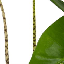 Alocasia Zebrina - Olifantsoor - P17 H60 - Kamerplant -Planten Winkel alocasia zebrina olifantsoor p17 h60 4