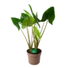 Alocasia Zebrina - Olifantsoor - P24 H90 - Kamerplant 2 Alocasia Zebrina - Olifantsoor - P24 H90 - Kamerplant -Planten Winkel alocasia zebrina olifantsoor p24 h90 1