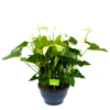 Anthurium Andreanum - Flamingoplant - P30 H80 Wit - Kamerplant 1 Anthurium Andreanum - Flamingoplant - P30 H80 Wit - Kamerplant -Planten Winkel anthurium andreanum flamingoplant p30 h80 wit 1 1