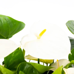 Anthurium Andreanum - Flamingoplant - P30 H80 Wit - Kamerplant -Planten Winkel anthurium andreanum flamingoplant p30 h80 wit 5 1