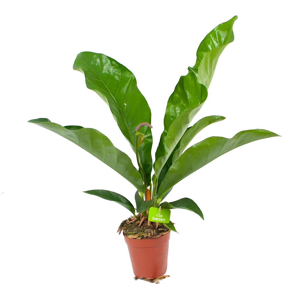 Anthurium Brownii Arrow - P15 H60 - Kamerplant 3 Anthurium Brownii Arrow - P15 H60 - Kamerplant