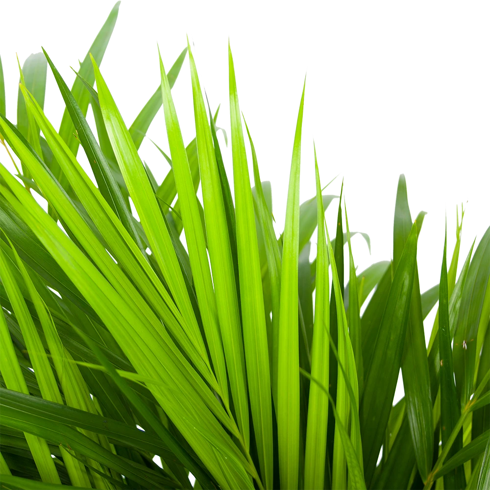 Areca - Goudpalm - P17 H90 - Kamerplant 4 Areca - Goudpalm - P17 H90 - Kamerplant - Afbeelding 2