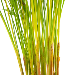 Areca - Goudpalm - P17 H90 - Kamerplant 8 Areca - Goudpalm - P17 H90 - Kamerplant -Planten Winkel areca goudpalm p17 h90 6 2