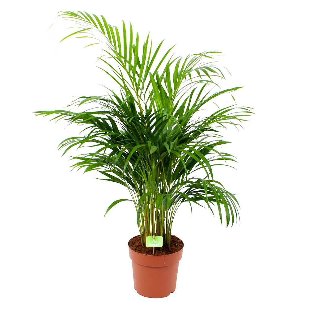 Areca - Goudpalm - P21 H100 - Kamerplant 3 Areca - Goudpalm - P21 H100 - Kamerplant