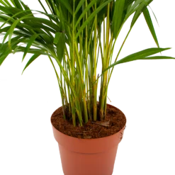 Areca - Goudpalm - P21 H100 - Kamerplant 8 Areca - Goudpalm - P21 H100 - Kamerplant -Planten Winkel areca goudpalm p21 h100 6 1