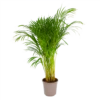 Areca - Goudpalm - P24 H120 - Kamerplant