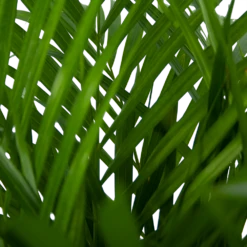 Areca - Goudpalm - P24 H120 - Kamerplant 9 Areca - Goudpalm - P24 H120 - Kamerplant -Planten Winkel areca goudpalm p24 h120 5