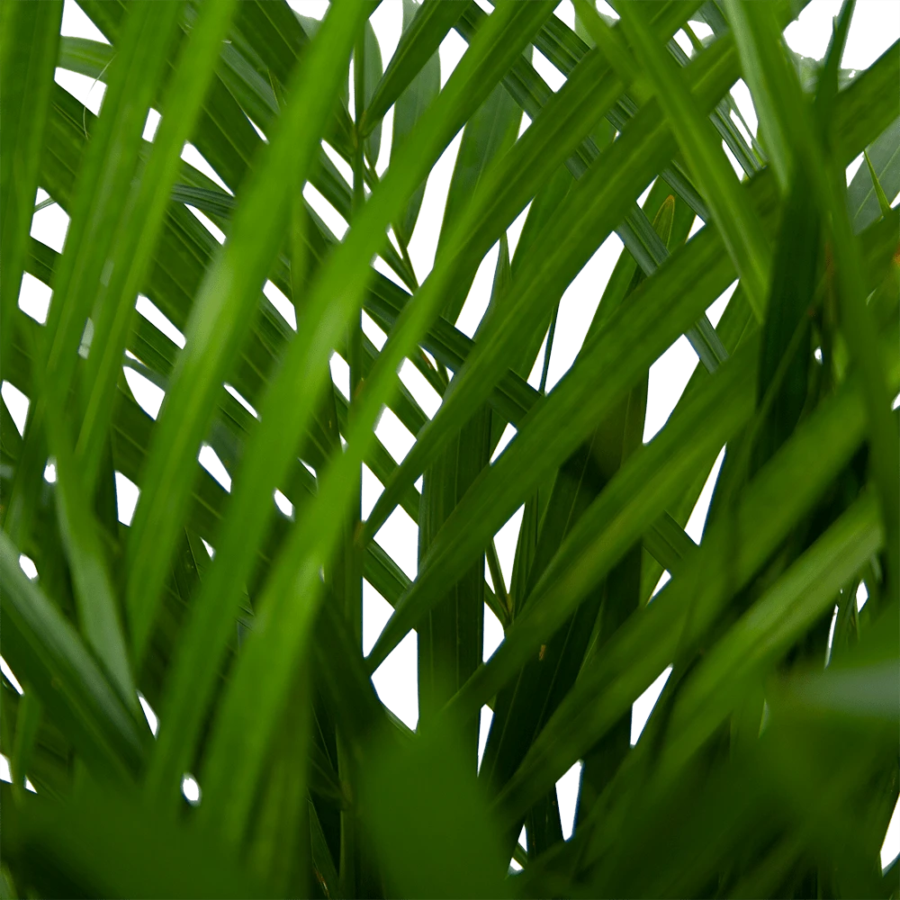 Areca - Goudpalm - P24 H120 - Kamerplant 5 Areca - Goudpalm - P24 H120 - Kamerplant - Afbeelding 3