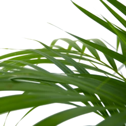 Areca - Goudpalm - P24 H120 - Kamerplant 10 Areca - Goudpalm - P24 H120 - Kamerplant -Planten Winkel areca goudpalm p24 h120 6