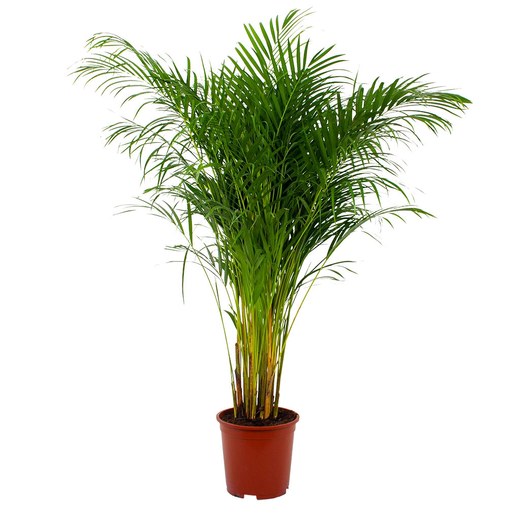 Areca - Goudpalm - P27 H180 - Kamerplant 3 Areca - Goudpalm - P27 H180 - Kamerplant
