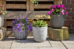 Bloempot Arkansas Egg Washed - D39 X H38cm - Lichtgrijs -Planten Winkel arkansas egg pot washed grey d39h38 bloempot 7 9