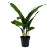 Aspidistra Elatior - Kwartjesplant - P17 H70 - Kamerplant 2 Aspidistra Elatior - Kwartjesplant - P17 H70 - Kamerplant -Planten Winkel aspidistra elatior kwartjesplant p17 h70 1 1