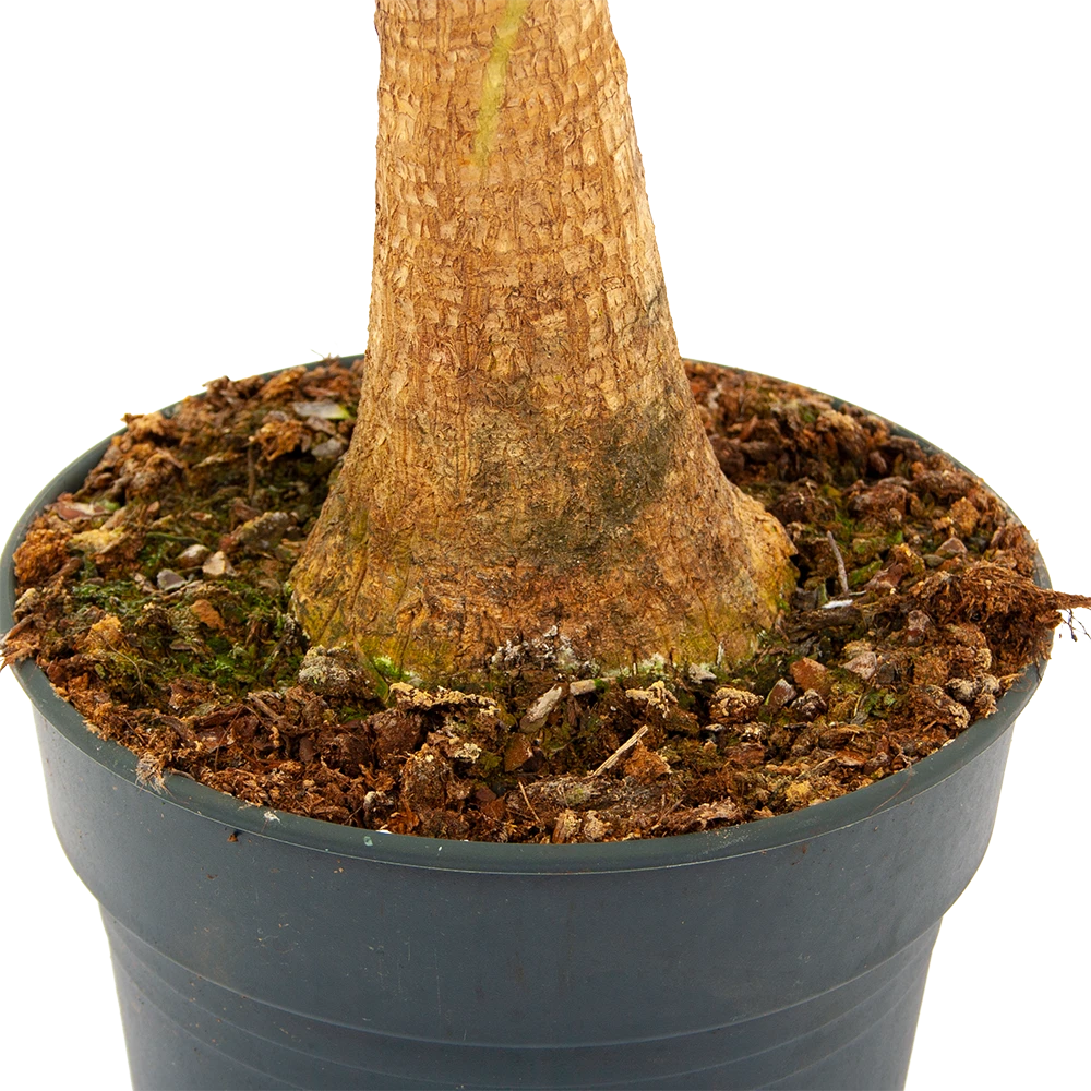 Beaucarnea Recurvata - Op Stam - Olifantenpoot - P21 H60 - Kamerplant 4 Beaucarnea Recurvata - Op Stam - Olifantenpoot - P21 H60 - Kamerplant - Afbeelding 2