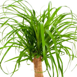 Beaucarnea Recurvata - Op Stam - Olifantenpoot - P21 H60 - Kamerplant 8 Beaucarnea Recurvata - Op Stam - Olifantenpoot - P21 H60 - Kamerplant -Planten Winkel beaucarnea recurvata op stam olifantenpoot p21 h60 6 1