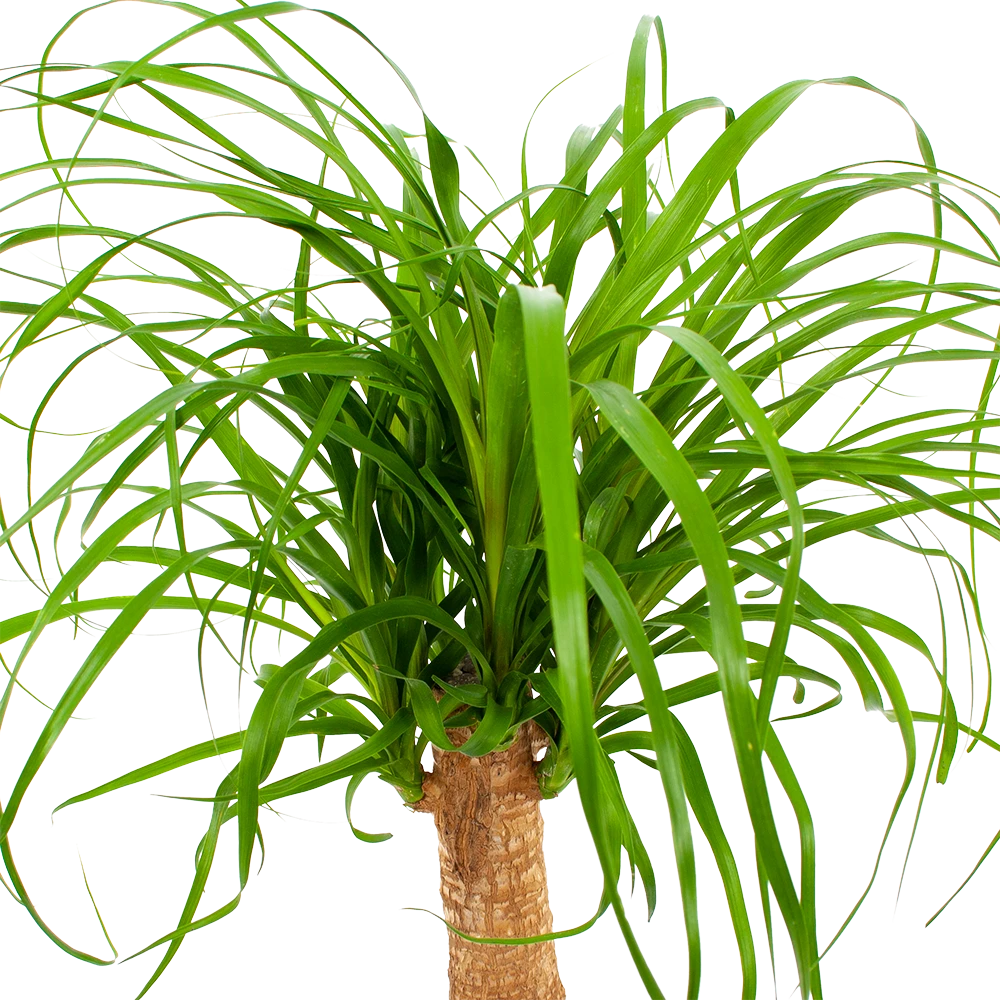 Beaucarnea Recurvata - Op Stam - Olifantenpoot - P21 H60 - Kamerplant 5 Beaucarnea Recurvata - Op Stam - Olifantenpoot - P21 H60 - Kamerplant - Afbeelding 3