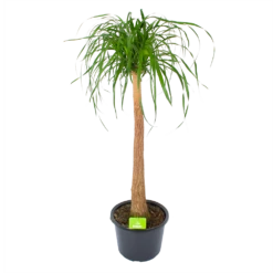Beaucarnea Recurvata - Op Stam - Olifantenpoot - P32 H130 - Kamerplant