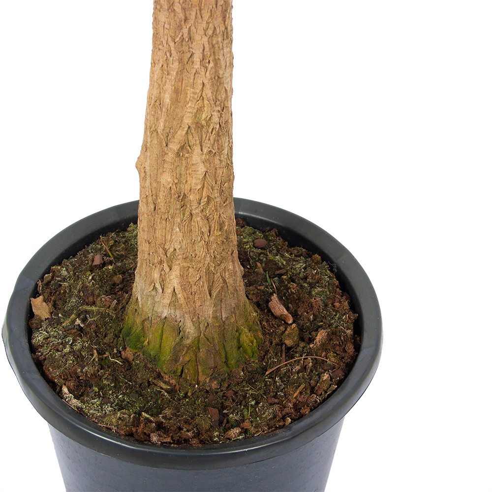 Beaucarnea Recurvata - Op Stam - Olifantenpoot - P32 H130 - Kamerplant 4 Beaucarnea Recurvata - Op Stam - Olifantenpoot - P32 H130 - Kamerplant - Afbeelding 2