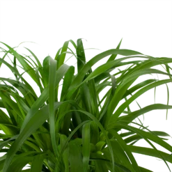 Beaucarnea Recurvata - Op Stam - Olifantenpoot - P32 H130 - Kamerplant 8 Beaucarnea Recurvata - Op Stam - Olifantenpoot - P32 H130 - Kamerplant -Planten Winkel beaucarnea recurvata op stam olifantenpoot p32 h130 6 3