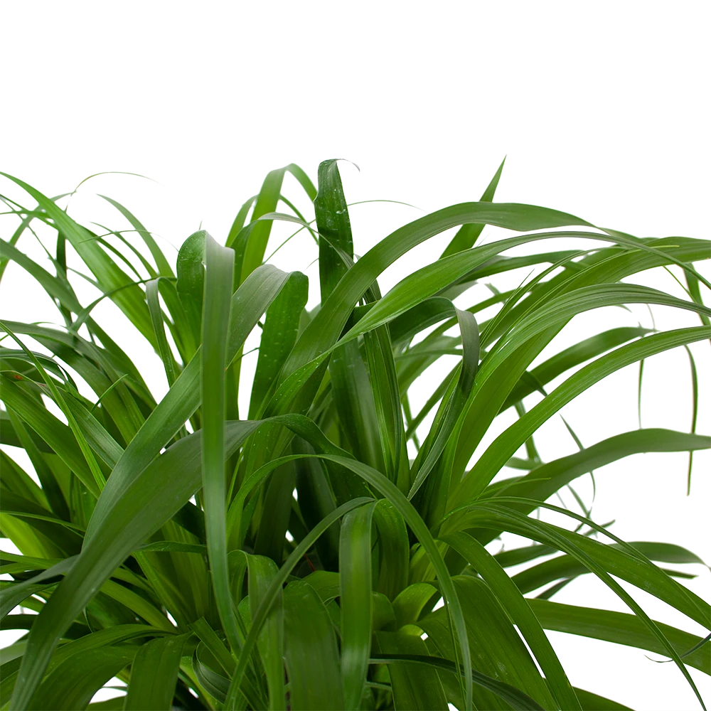 Beaucarnea Recurvata - Op Stam - Olifantenpoot - P32 H130 - Kamerplant 5 Beaucarnea Recurvata - Op Stam - Olifantenpoot - P32 H130 - Kamerplant - Afbeelding 3