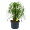 Beaucarnea Recurvata - Vertakt - Olifantenpoot - P26 H70 - Kamerplant