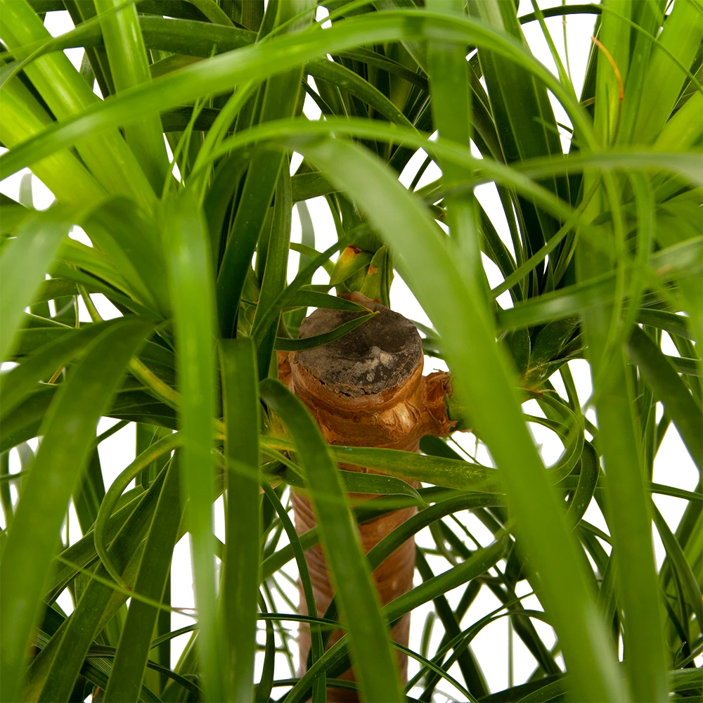 Beaucarnea Recurvata - Vertakt - Olifantenpoot - P26 H70 - Kamerplant 4 Beaucarnea Recurvata - Vertakt - Olifantenpoot - P26 H70 - Kamerplant - Afbeelding 2