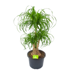 Beaucarnea Recurvata - Vertakt - Olifantenpoot - P32 H90 - Kamerplant